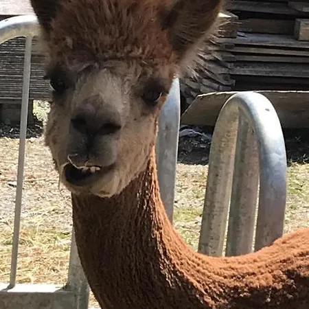 Rustika Appartamento *