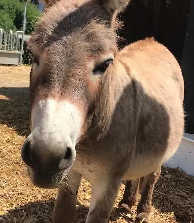 Appartamento Rustika *