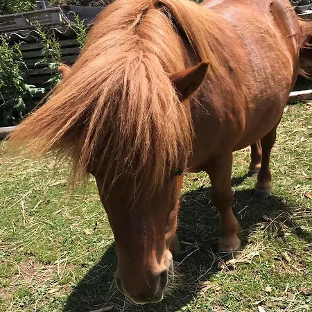 Rustika Appartamento