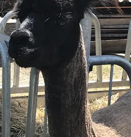 Apartment Rustika Wagrain